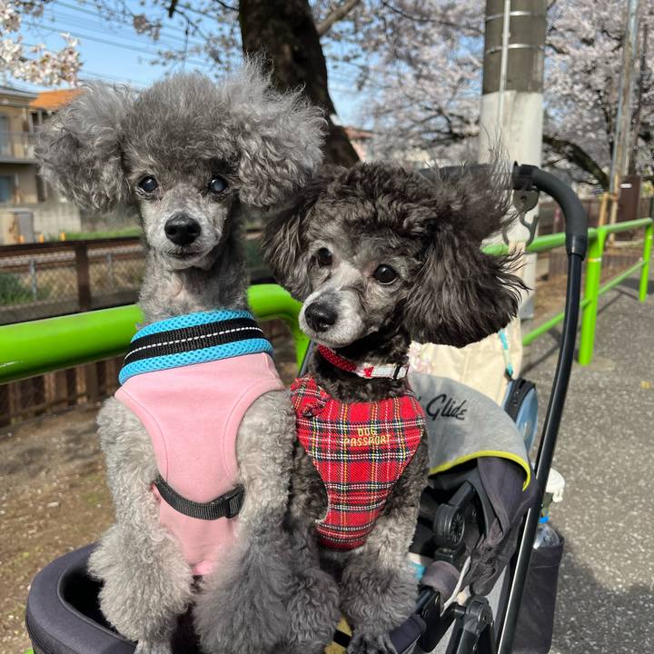 4b9ce430 2057 485d 9cc7 498bc8e45fdc 1744031493182