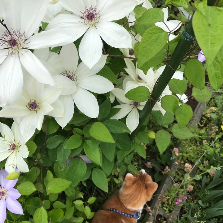 4b9e3756 4261 4ac7 87ab 3f095c66fc14 1525834375772