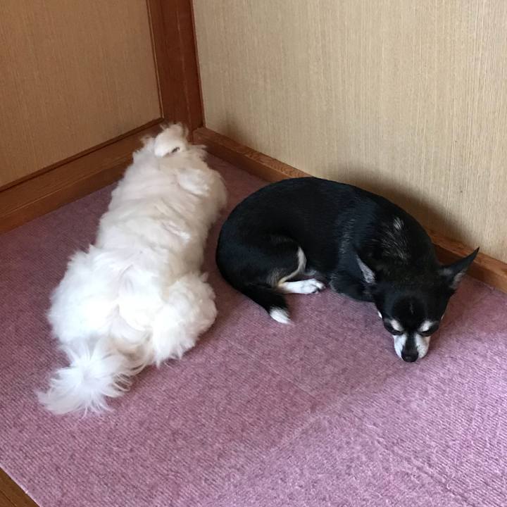 4ba01db2 e041 48b3 a4bb 77b9f6c3ca9a 1526277303373