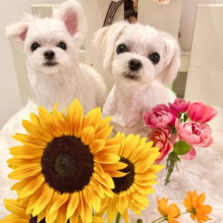 4ba0cf5a 95db 4d64 946c 68008e310638 1751035606221