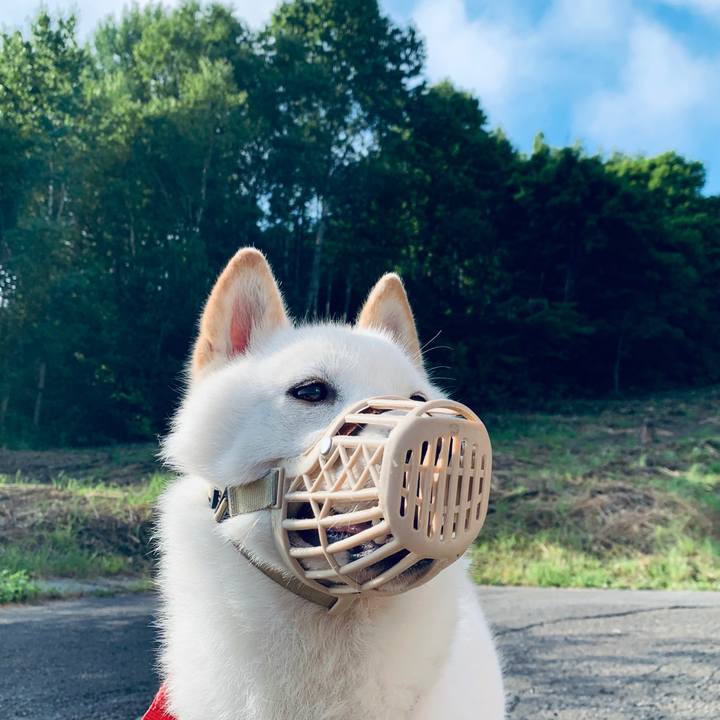 4ba13261 6ce2 4a07 ae1f f7b4a9b4a024 1563667049510