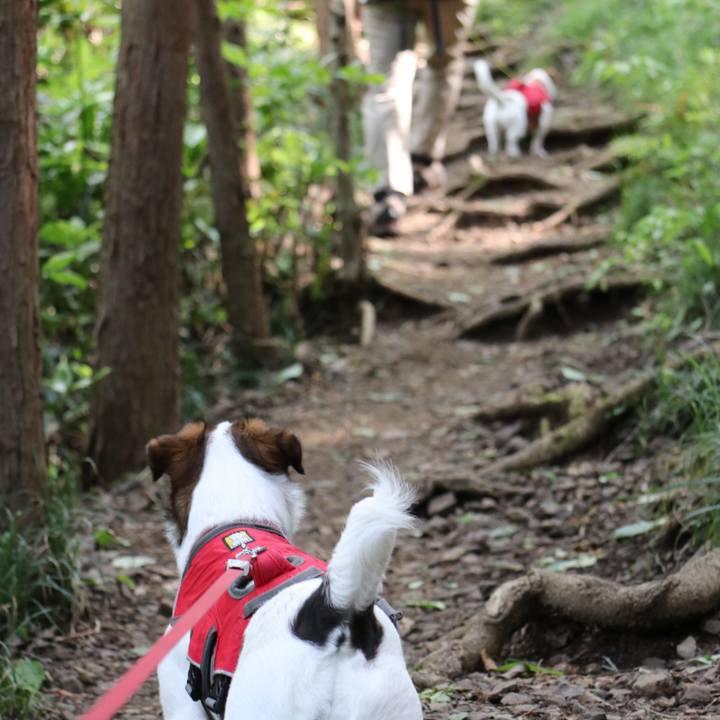 4ba4301a 2df2 4dd0 8440 7d9dd1ee0d8b 1524296516720