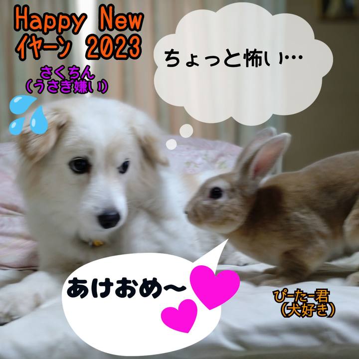 4ba47115 99b2 416d a6ef 323312307ccb 1672520725482