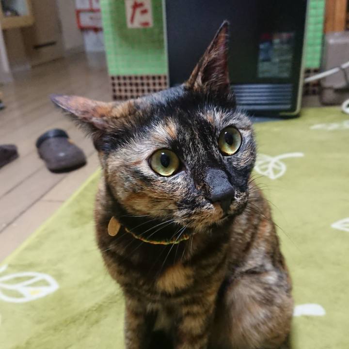 4baa4e78 2ce2 4d06 97cd 9bc9937a08d3 1513251820183