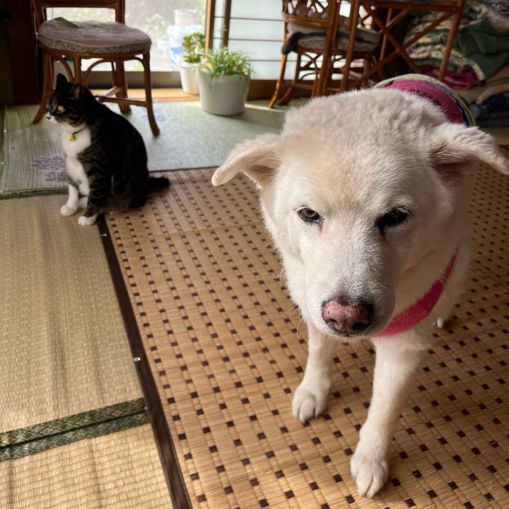 4baa5d41 b9a6 428c a09f 18ef2bf52d66 1761091374797