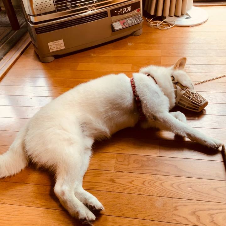 4bac3564 66a3 461e b407 ccebde302ceb 1562186777664