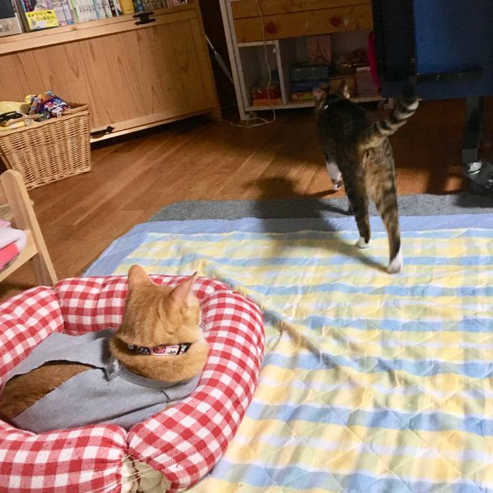 4bacc12b 9b3a 49db b7e1 ddd4424f28d2 1524411443736