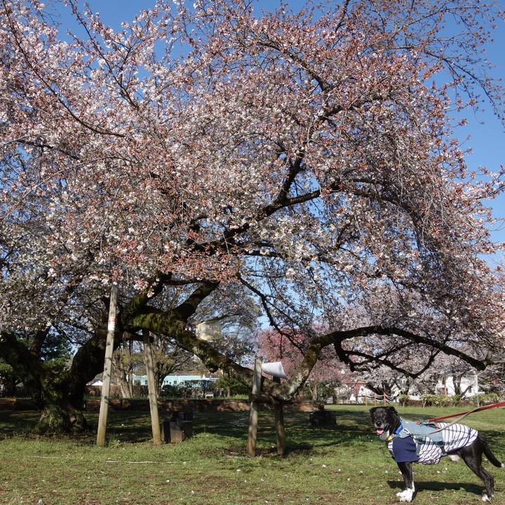 4baf5981 1367 4b78 b11b 7c62025cb882 1743731554725