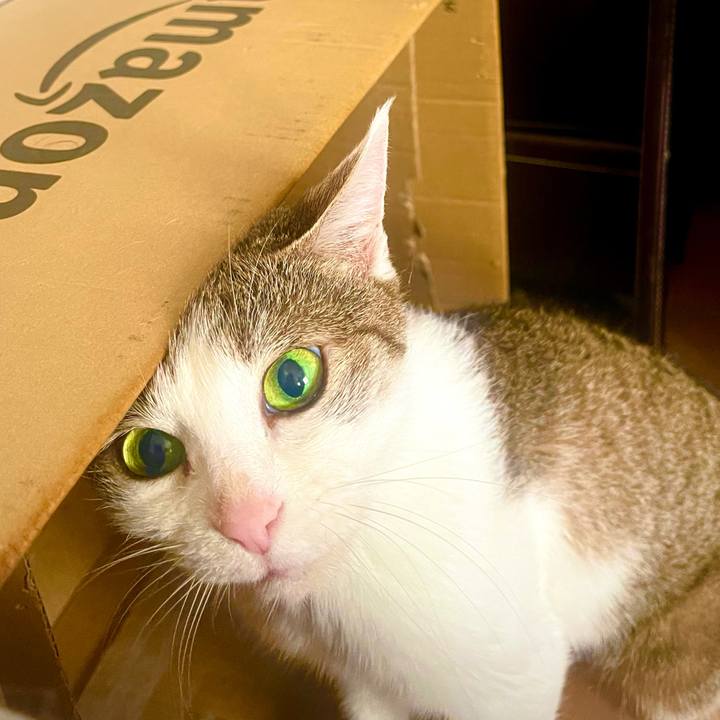 4bb3c6a4 49c2 4f9e be6a 6b7b0b0f9f42 1626152785787