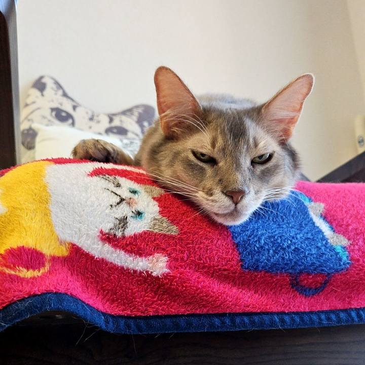 4bb466bc 1918 4469 b8d1 7b32da556f00 1701485350633