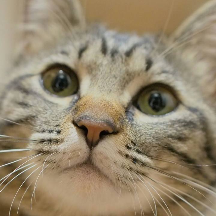 4bb5357c c271 485b b951 c35125c773e7 1523447257199