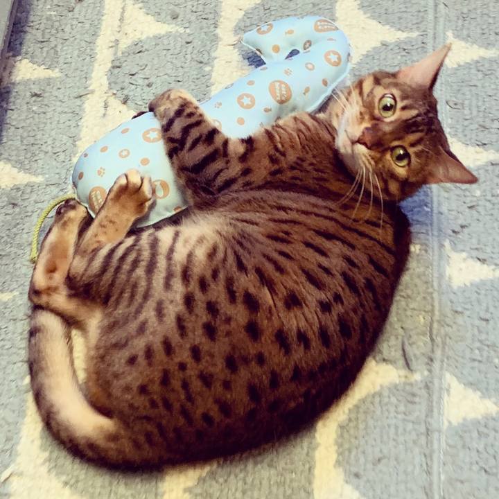 4bb56e9b fe1d 43c6 8826 ab91c176ede9 1584747996486