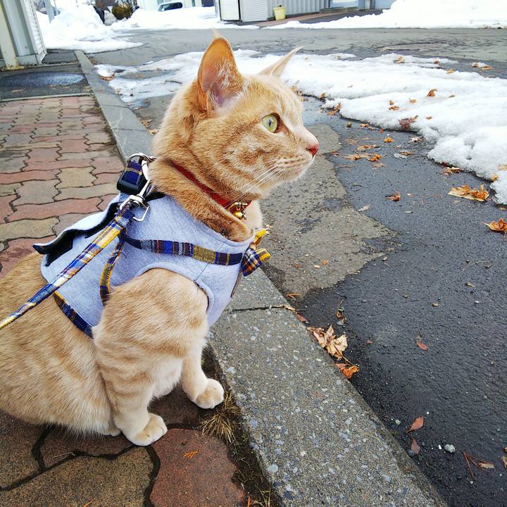 4bb7bef8 cfe4 4559 81ab 66ec31ccdedb 1584158456162