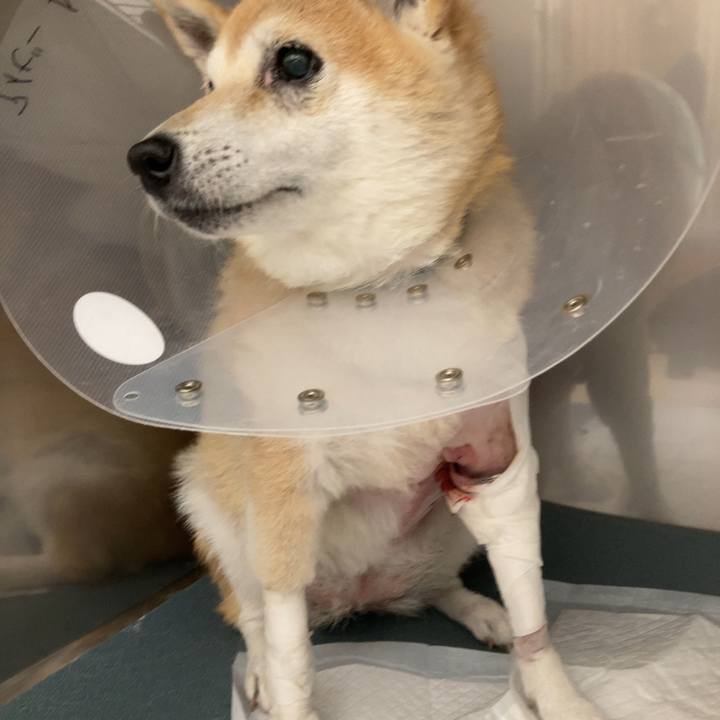 4bba20ad a89a 4106 82e3 7b4ff1960f4a 1637147125421