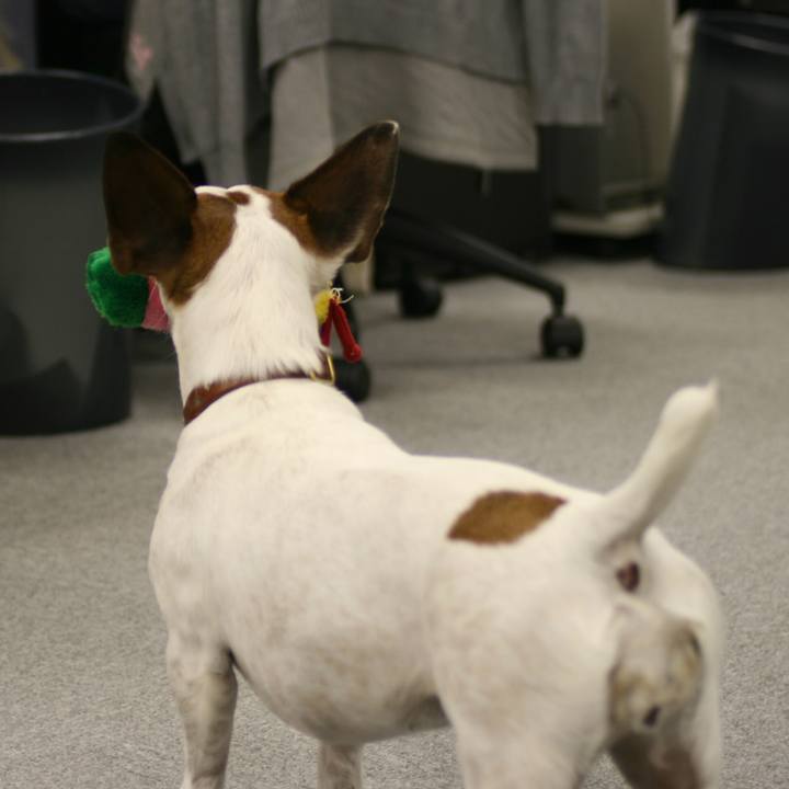 4bba7a7d e795 417d 9a75 ee3a3a14e066 1521686521554