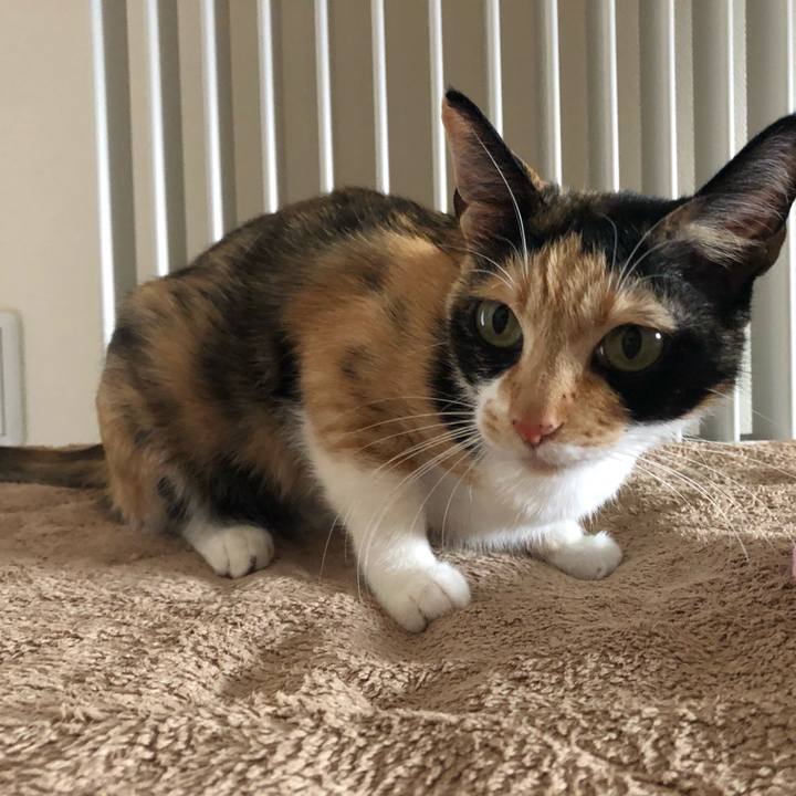 4bbbed80 3166 4c3d 894d f83e02652e16 1552719757330