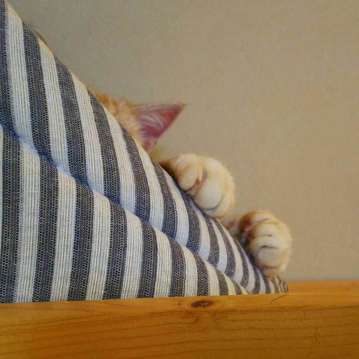 4bbff311 7278 452e a462 6ff77c612c16 1508730382109