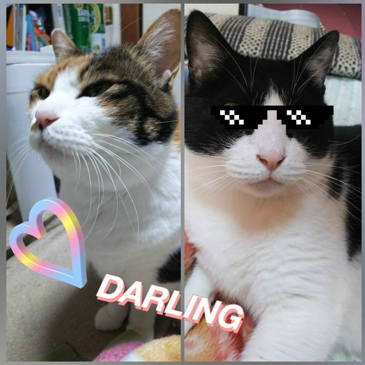 4bc0ade0 a13d 4309 ad4f dcf0815f5baa 1543066060662