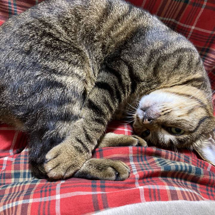 4bc2a1de 69e4 4ad9 986c 54b68168b38c 1648970876536