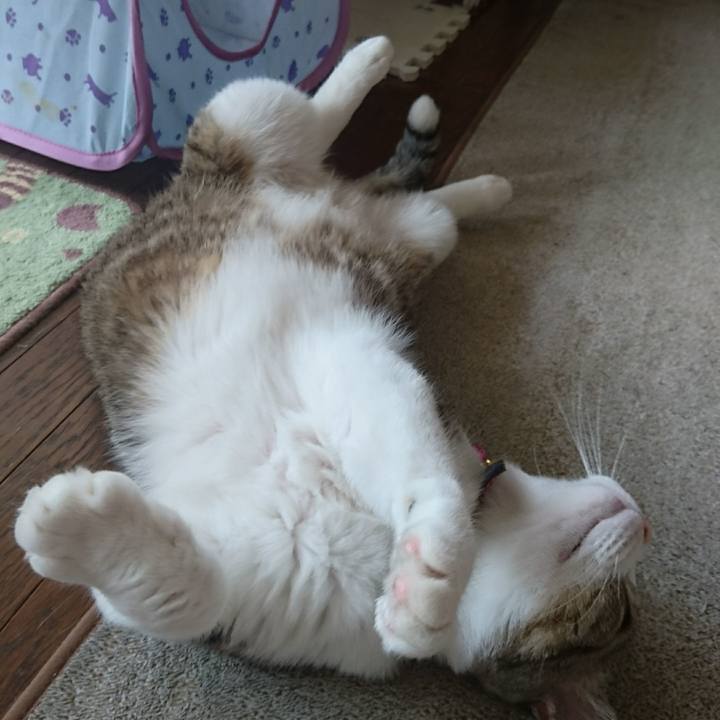 4bc4907b 7333 43b6 a8be 3bd58afc0198 1530315299047