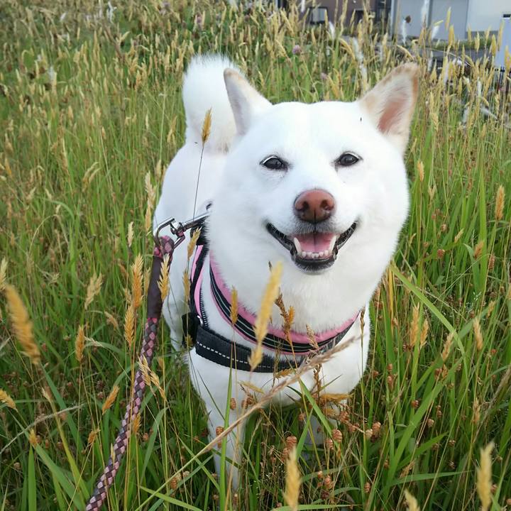 4bc53944 d25e 4910 994c d9a50d17175c 1529316798644