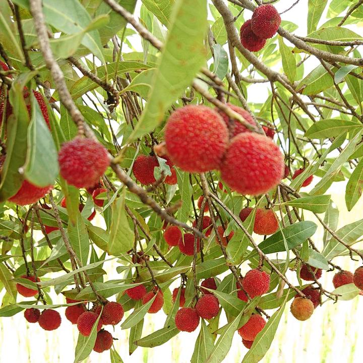 4bc5ade7 62ec 4511 9efa 6c9ce8f36a04 1593486808202