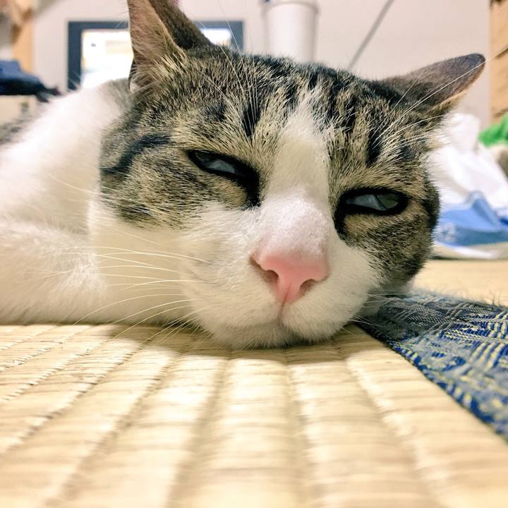 4bc73916 af0e 4a0d a73e d241acab0e0a 1529480170078