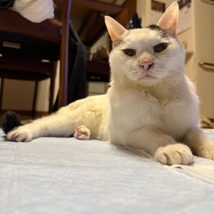 4bc77b85 151f 455a 80be 960055bd945f 1762345470702