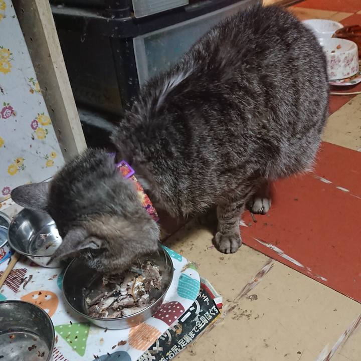 4bc78b15 19ce 4205 a160 7ba5e5f8a5ac 1592339003081