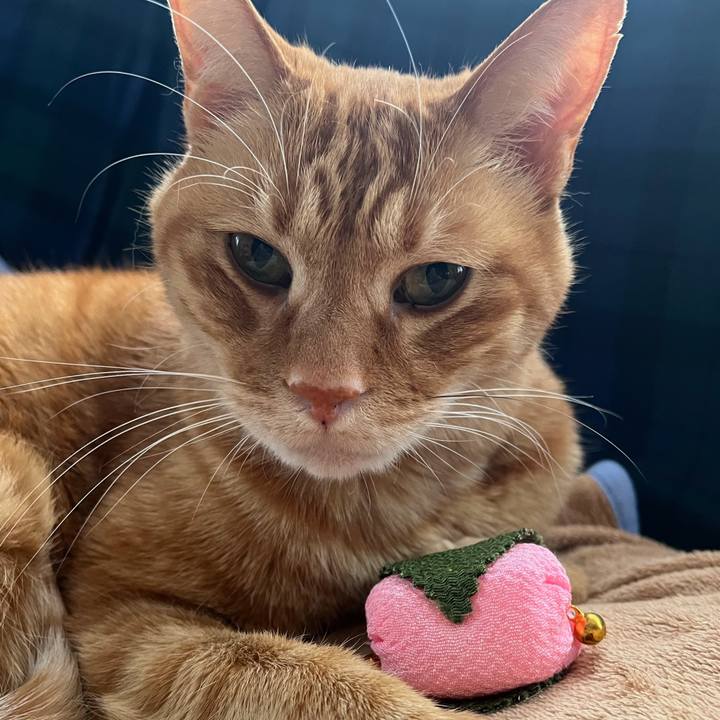 4bc7b271 0b67 48d4 ae89 40febd6951c2 1772520888797