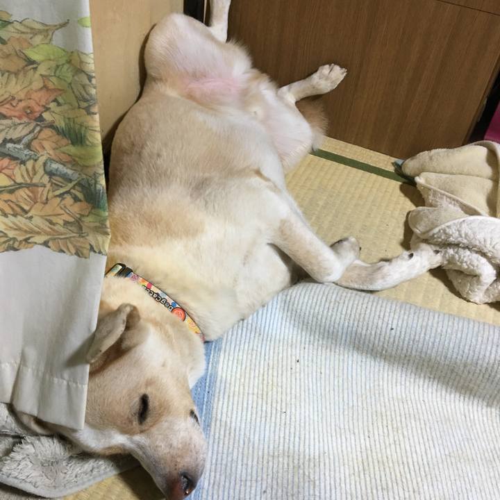 4bcfbcda 5db3 411e 971a a0ba3fa1dfab 1509018577504