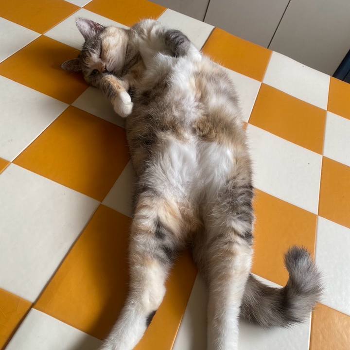 4bd07e6f 4a81 47b8 a12c 021dc0076cd6 1722591749938