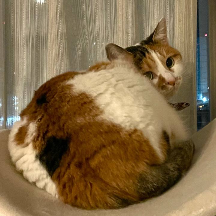 4bd18c70 2466 4a22 a003 0cdd8594b9f0 1734962795031