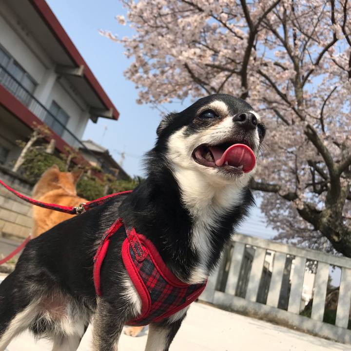 4bd2d7cb 8a90 46b4 af92 dee5446e149e 1554627928550