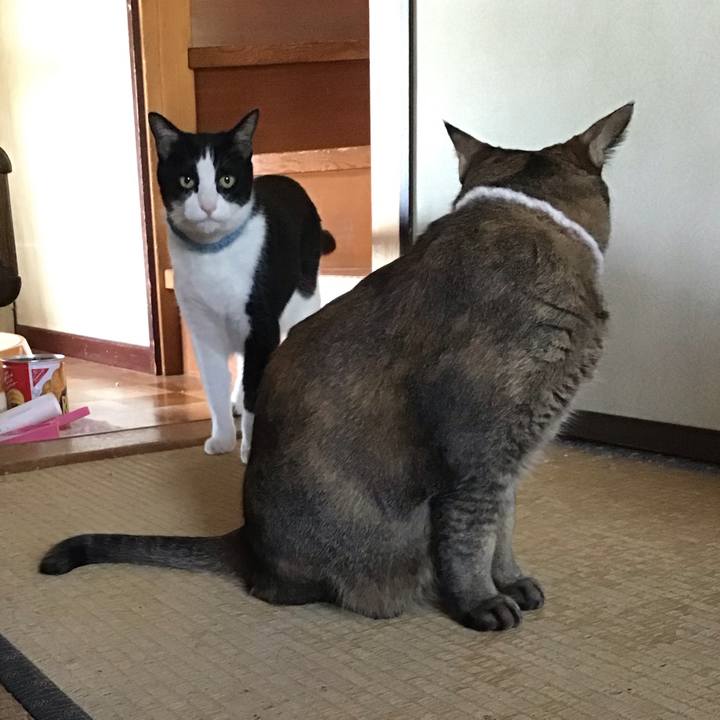 4bd2fd3b 7ceb 412f 8f6d 71024b6a485e 1747213775850