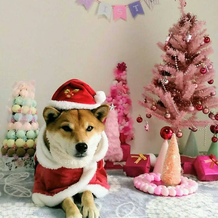 4bd42b5a 237b 4d7b b964 623d240d0130 1545559354428