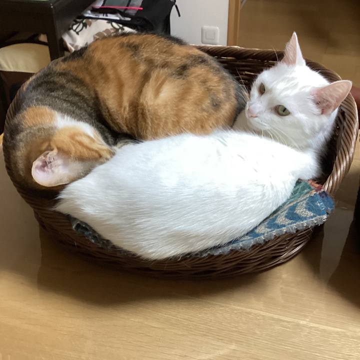 4bd65062 2d3b 4409 ac11 619029747df9 1708651131653