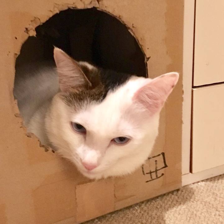 4bd72f44 8487 4314 aa42 e80d4bdc3db0 1526730977022