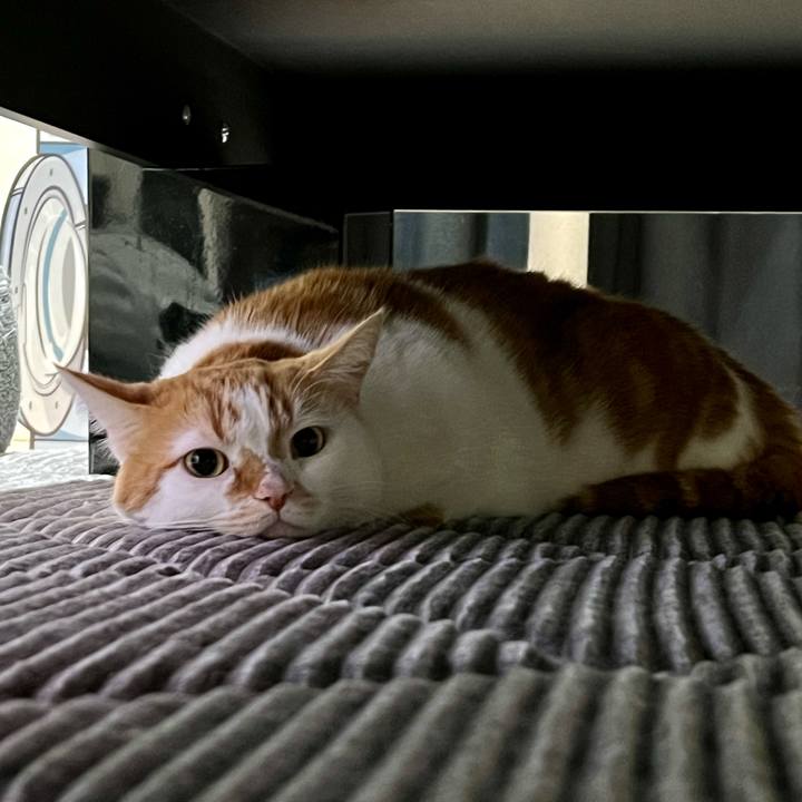 4bd7cb57 2e8a 4948 b8fe 0c7b5967ee66 1765423856656