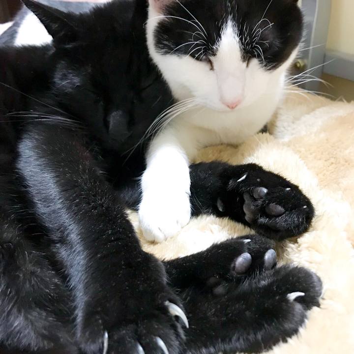 4bd9acba 199d 4437 b9fa 6236461c36e9 1515370707242