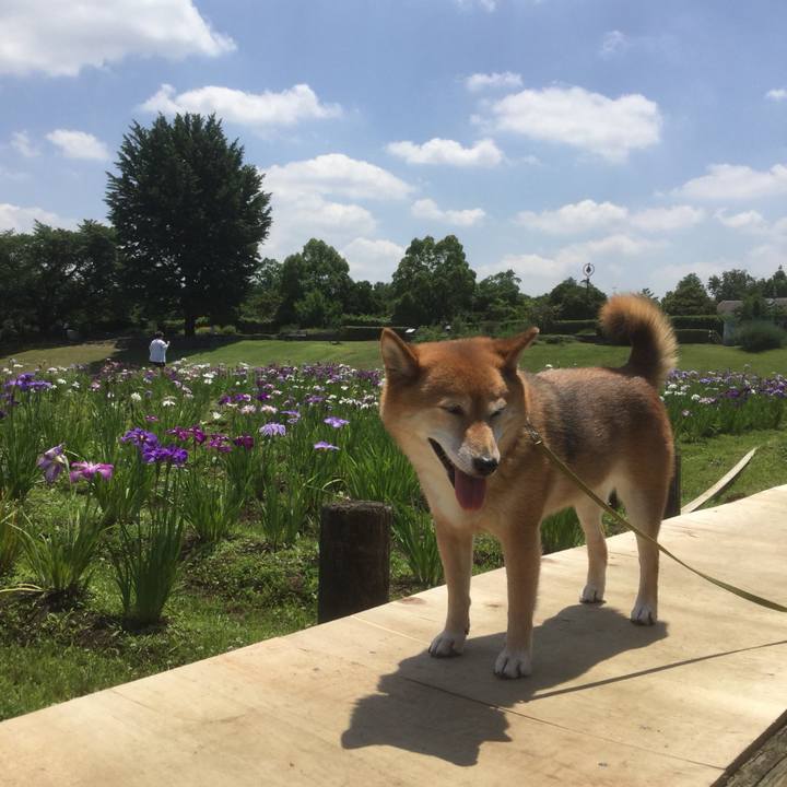 4bdabae5 79f0 417d 808a 833533698cc7 1560405084829