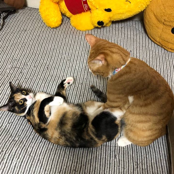 4bdc3b26 1e8d 4e11 8c08 b92e14ae89e5 1559994675091