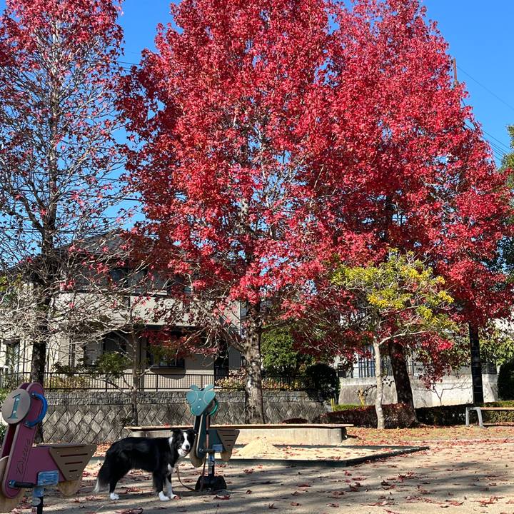 4bde3859 5518 4dfe bb7f 9ba5ca72e53b 1763260045127