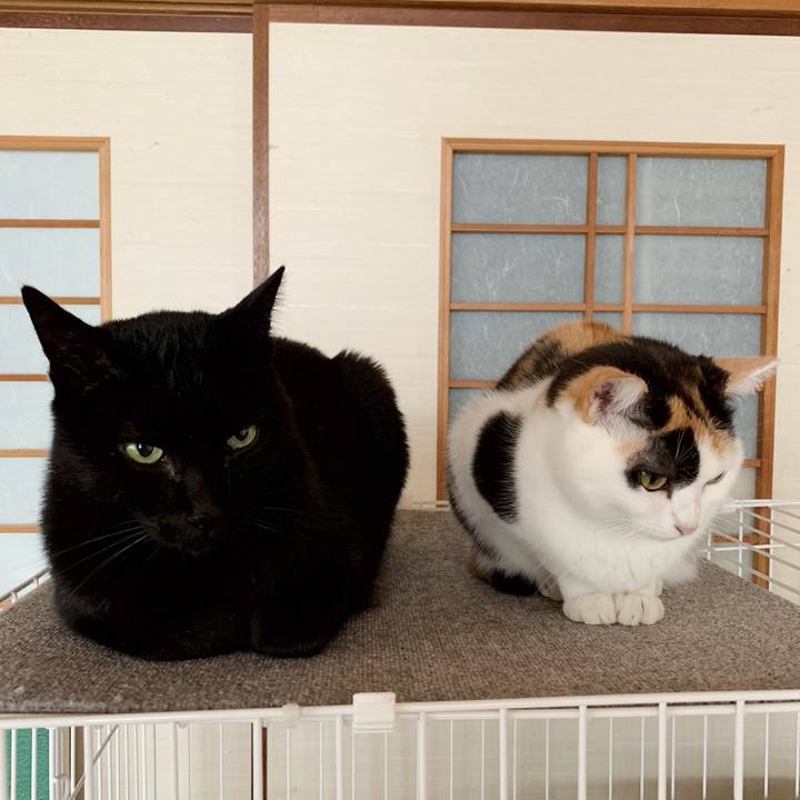 4bdf1259 26bb 47af 9298 e1becff159e8 1544752896939