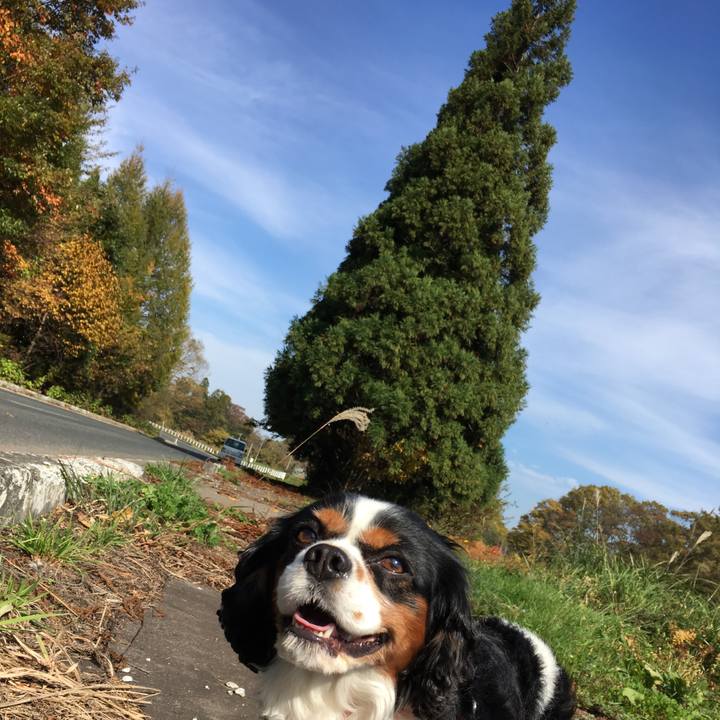 4bdfe5e0 d062 44c6 a14b 3b2f05d76b02 1508992524992