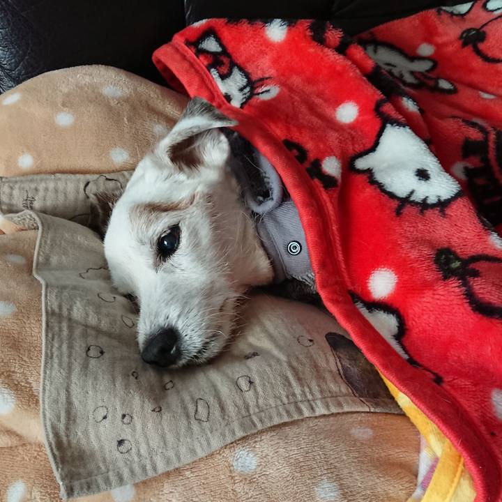 4be1251e 7034 4a75 9a14 bc43c05f936f 1608729122082