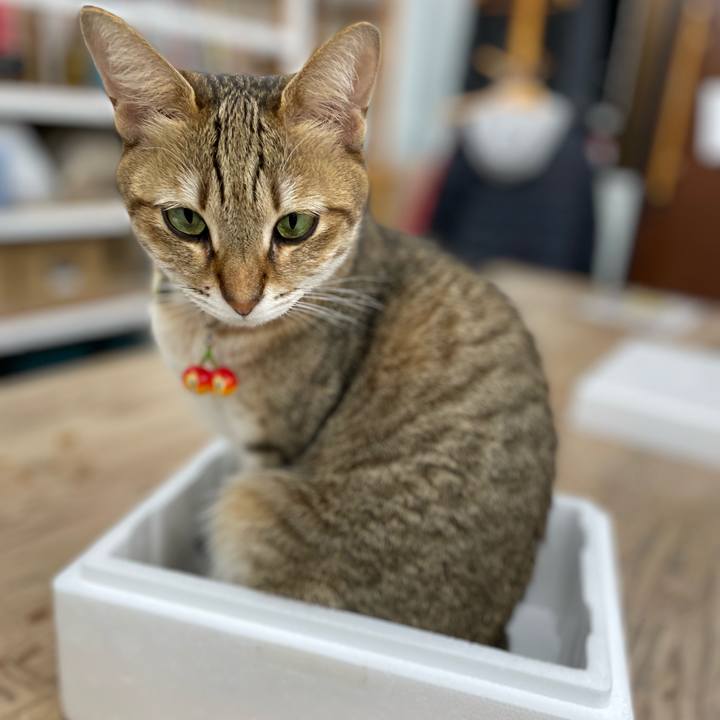 4be30768 6fcb 46ff aa9d 900819e9b888 1669990405587