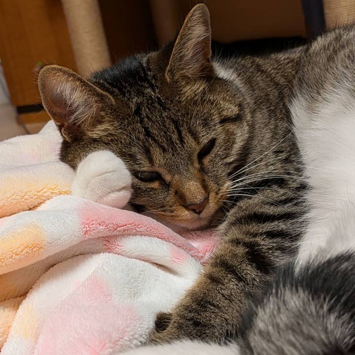 4be4fffe 1d5d 4da8 9c84 3e4a1c8b2c1b 1725358413521