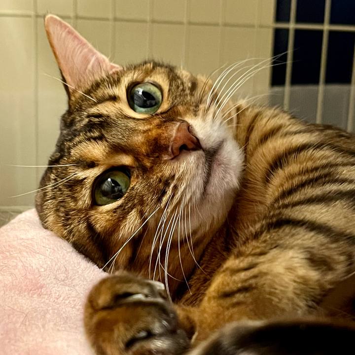 4be51c85 2a6b 416b ae2f 4f3ee5040b41 1669260674800