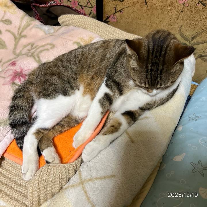 4be7fe2e 49a6 4756 a232 311ad0528e6d 1766095392354